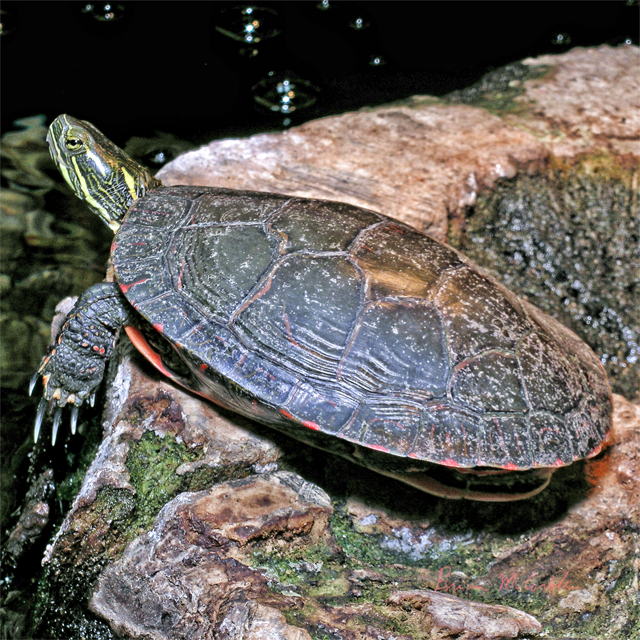 (image for) Painted Turtle